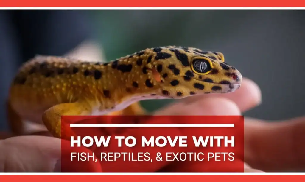 How to Move with Fish, Reptiles, & Exotic Pets