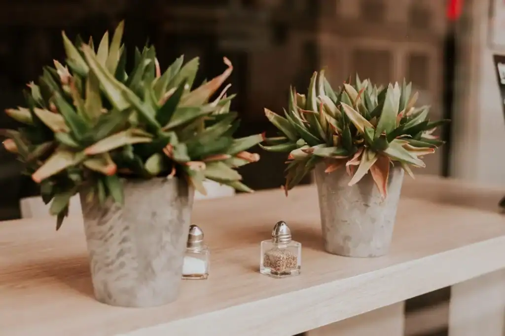 Our Best Tips for Moving House Plants Both Small & Large
